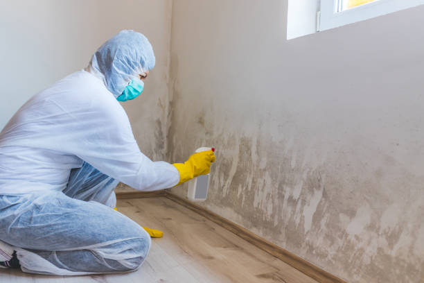 Licensed Mold Removal service in Vincentown, NJ - Car Mold Remediation