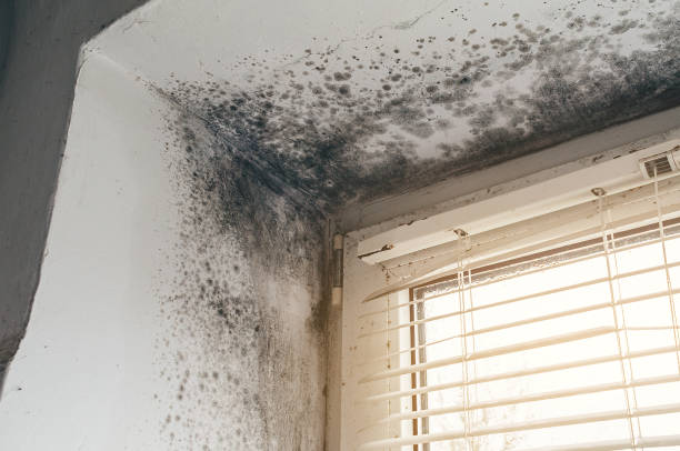 Affordable Mold Removal solutions in Vincentown, NJ